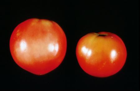 Tomato Solar Yellowing (1)
